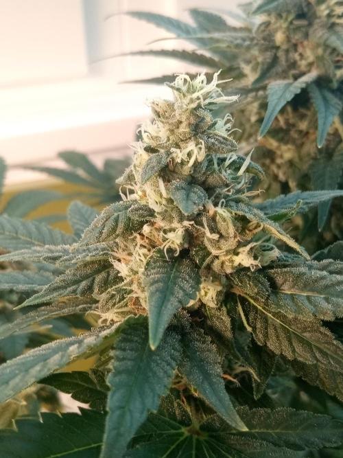 CCG OSS Projekt. Week 10