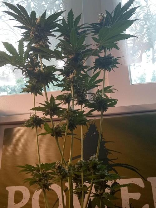 CCG OSS Projekt. Week 10