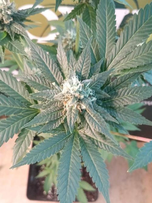 Blue Zenith. Week 10