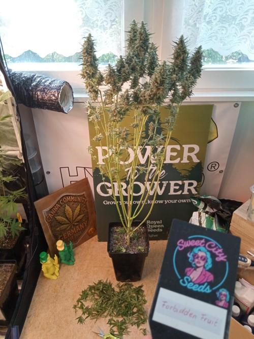 Sweet City Seeds. Week 12