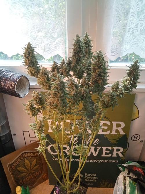 Sweet City Seeds. Week 12