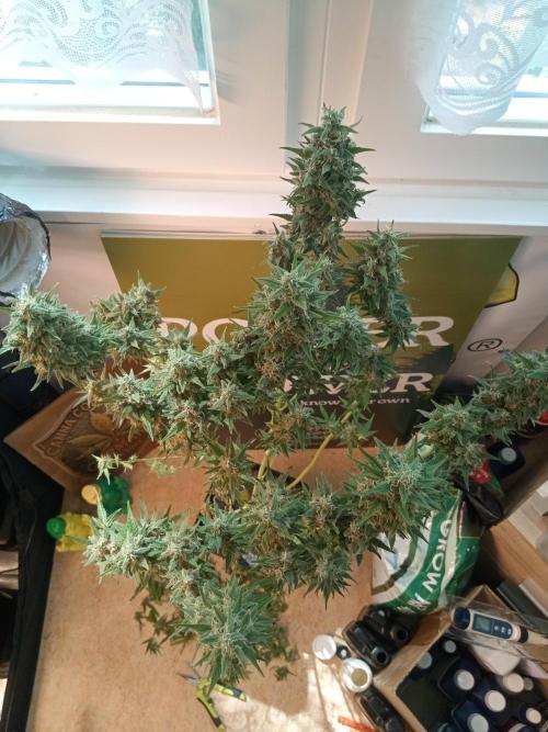 Sweet City Seeds. Week 12