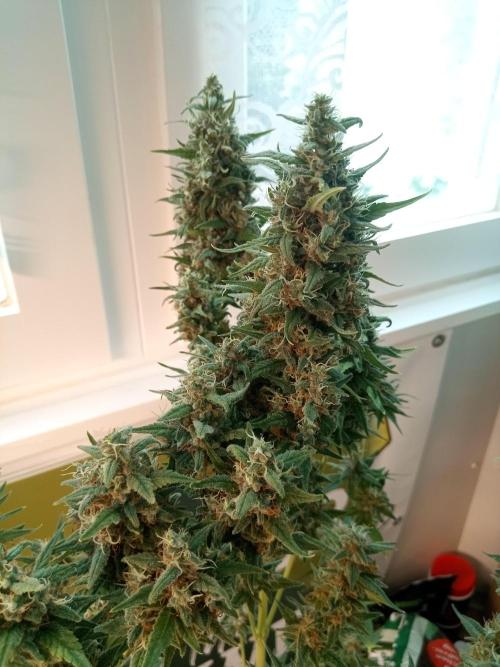Sweet City Seeds. Week 12