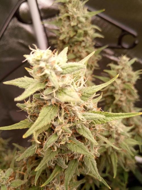 Sweet City Seeds. Week 12