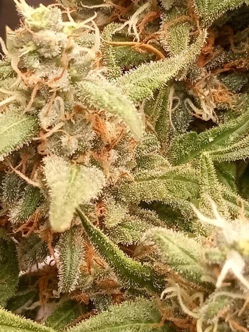 Sweet City Seeds. Week 12
