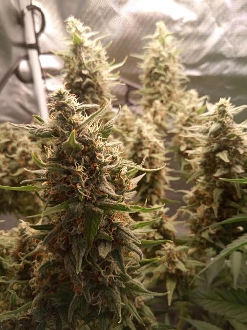 Sweet City Seeds. Week 12
