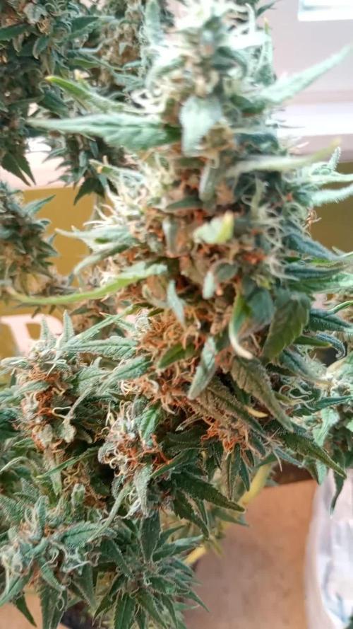 Sweet City Seeds
