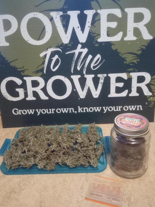 Sweet City Seeds. Week 12