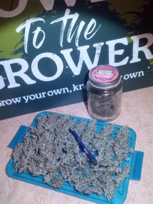 Sweet City Seeds. Week 12