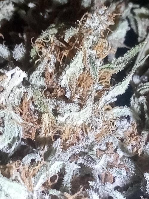 Sweet City Seeds. Week 12