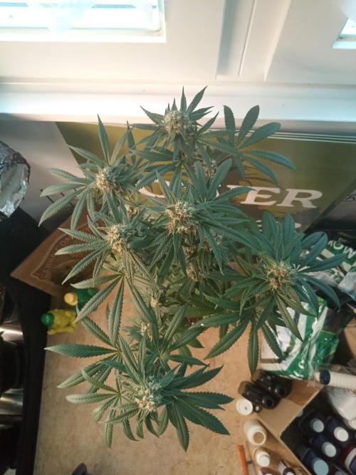CCG OSS Projekt. Week 10