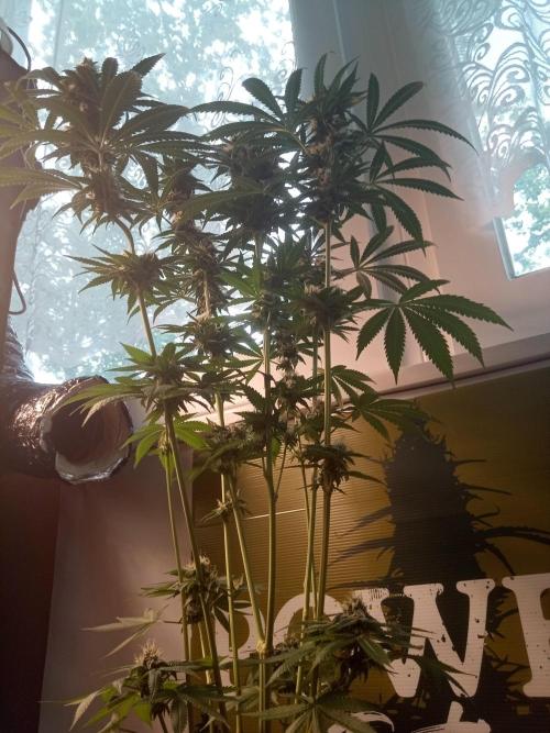 CCG OSS Projekt. Week 10