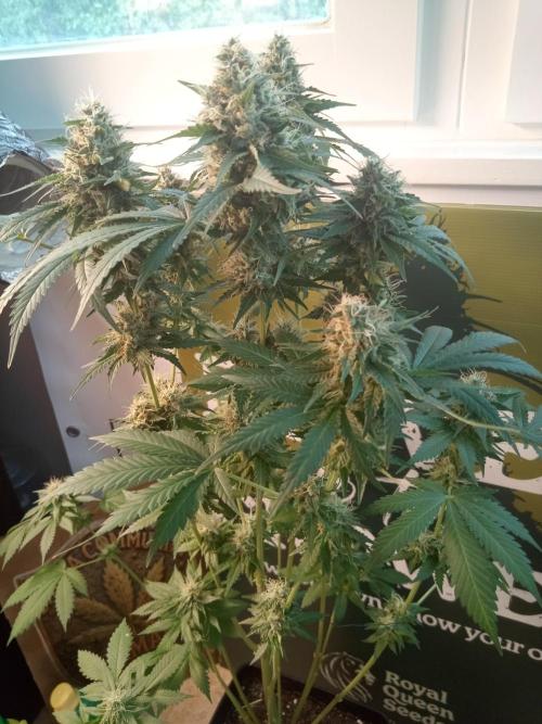 CCG OSS Projekt. Week 11