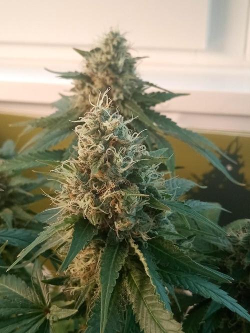 CCG OSS Projekt. Week 11