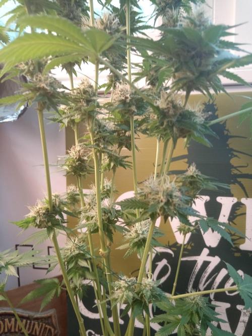 CCG OSS Projekt. Week 11