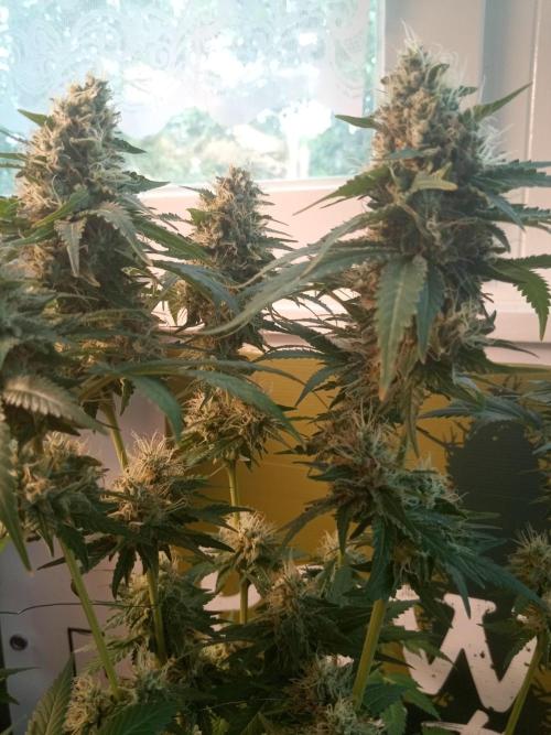 CCG OSS Projekt. Week 11