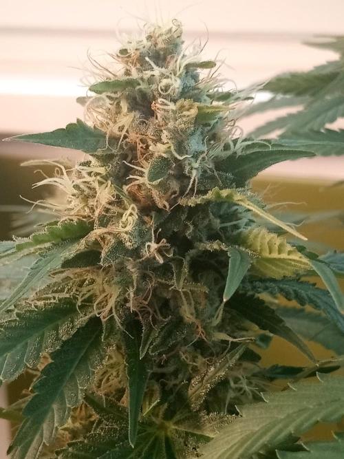 Pink Rozay. Week 11