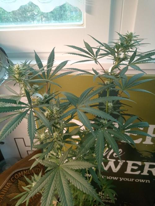 CCG OSS Projekt. Week 10