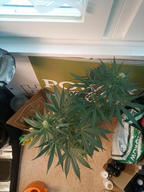 CCG OSS Projekt. Week 10