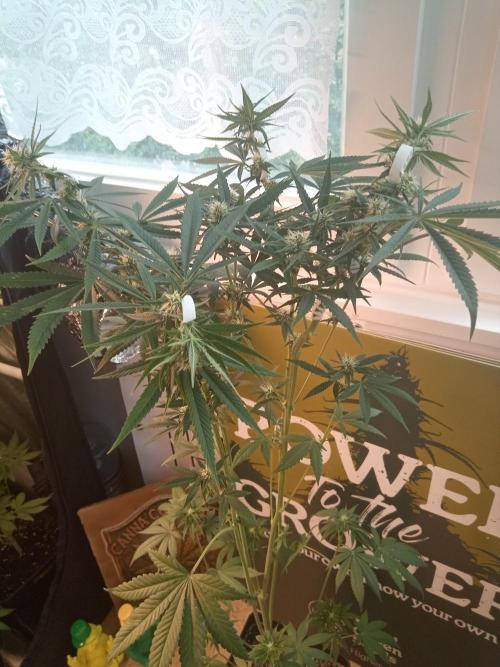 CCG OSS Projekt. Week 9