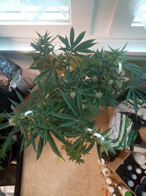 CCG OSS Projekt. Week 9