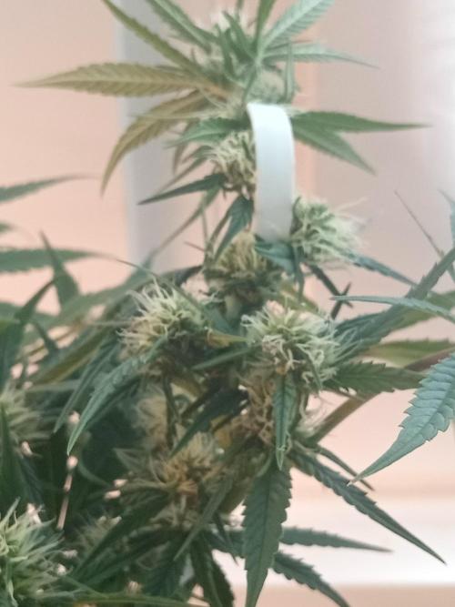 CCG OSS Projekt. Week 9
