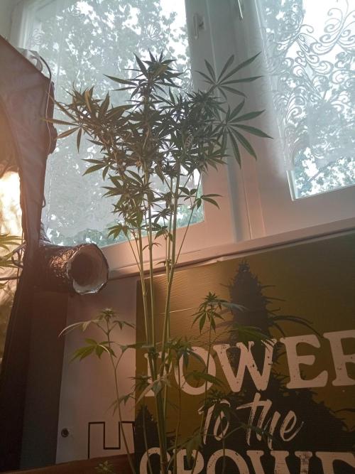 CCG OSS Projekt. Week 9