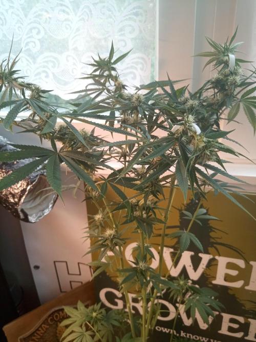 Poison Cookies. Week 9