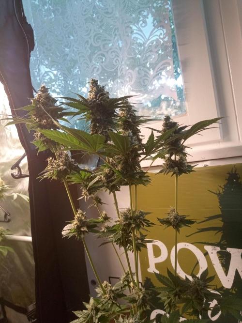 CCG OSS Projekt. Week 11