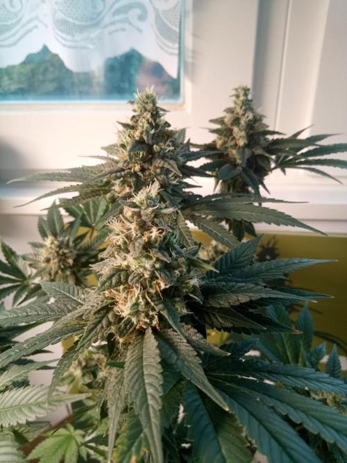 CCG OSS Projekt. Week 11