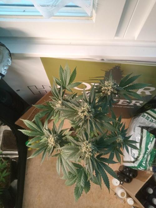 CCG OSS Projekt. Week 11