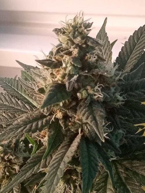 CCG OSS Projekt. Week 11