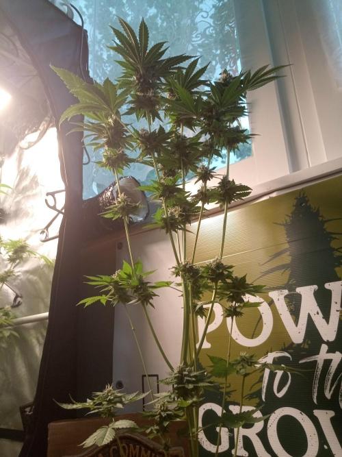 CCG OSS Projekt. Week 11