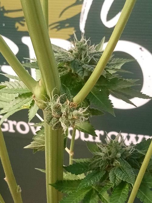 CCG OSS Projekt. Week 11