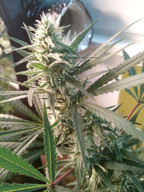 CCG OSS Projekt. Week 11