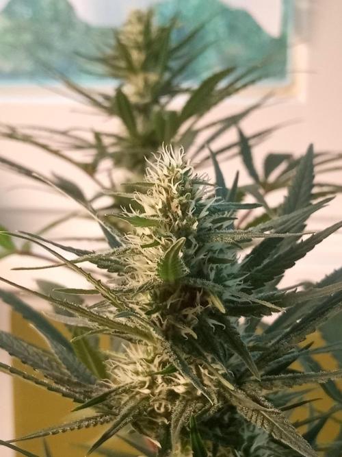 CCG OSS Projekt. Week 11