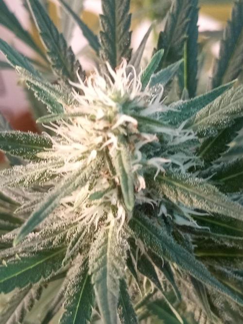 CCG OSS Projekt. Week 11