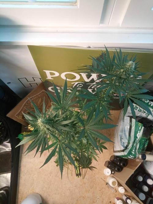 CCG OSS Projekt. Week 11