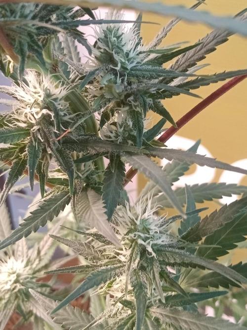 CCG OSS Projekt. Week 11