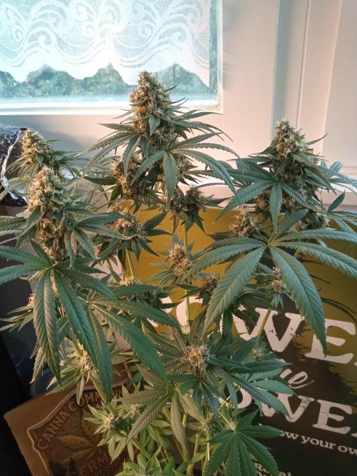 CCG OSS Projekt. Week 11
