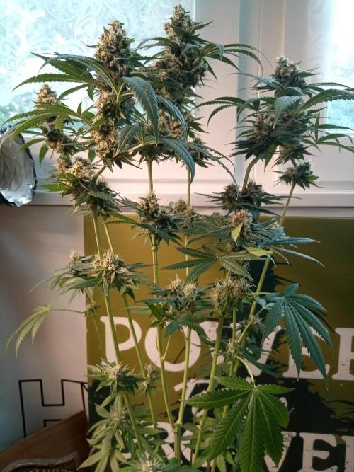 CCG OSS Projekt. Week 11