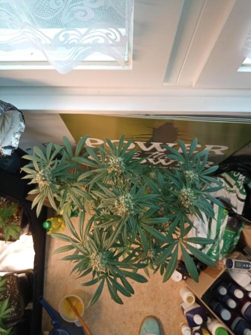 CCG OSS Projekt. Week 11
