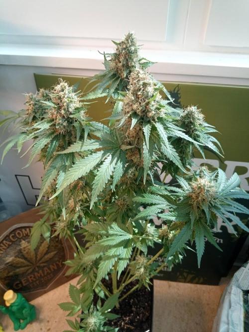 CCG OSS Projekt. Week 12