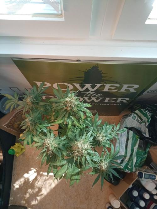 CCG OSS Projekt. Week 12