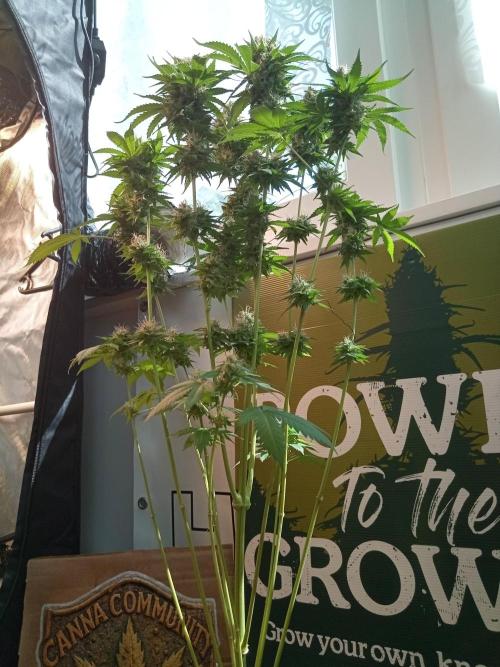 CCG OSS Projekt. Week 12