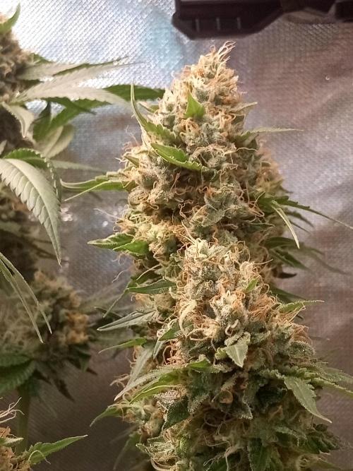 CCG OSS Projekt. Week 12