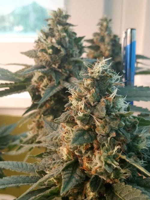 CCG OSS Projekt. Week 12