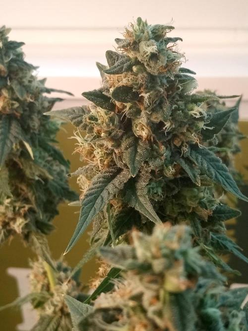Blue Zenith. Week 12