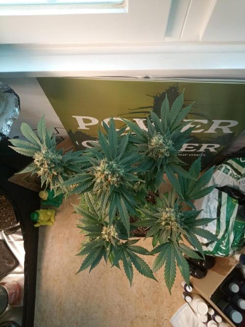 CCG OSS Projekt. Week 12