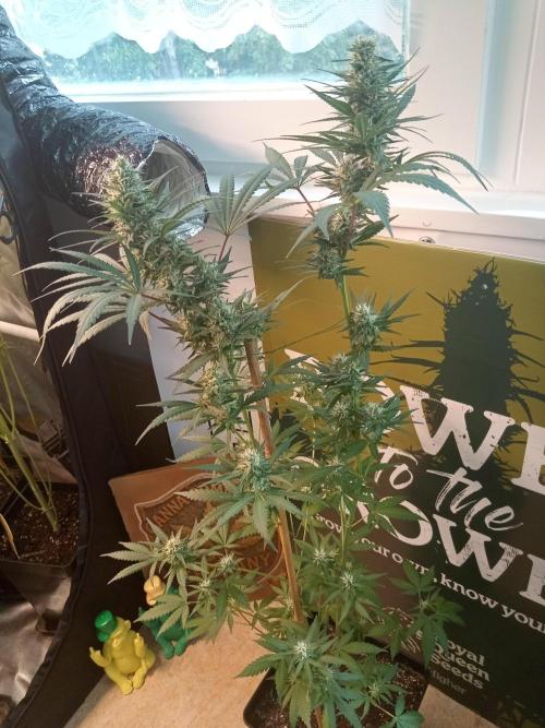 CCG OSS Projekt. Week 12